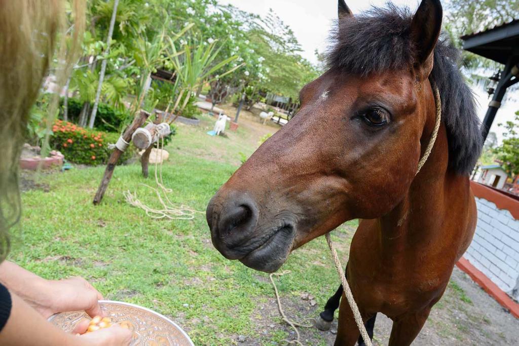 Cowboy Farm Resort Pattaya Ban Huai Yai エクステリア 写真